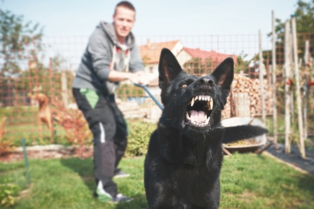 dog being held back by man with a leash