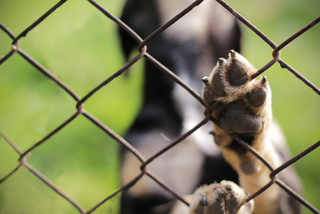 Homeless dog behind bars. Animal sanctuary. stock photo