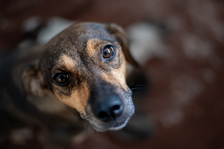 Cute dog (mutt). stock photo