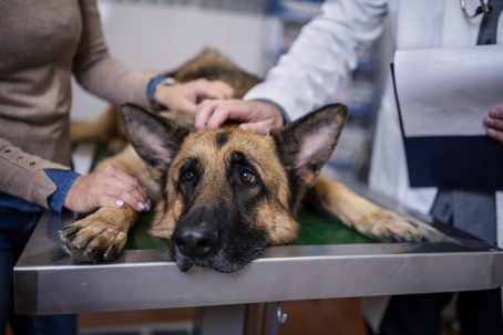 Veterinarian examining German Shepherd Dog stock photo