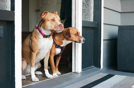 Two dogs waiting by door to go for a walk. stock photo
