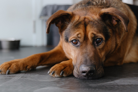 Portrait of a shepherd dog in a veterinary clinic. stock photo
