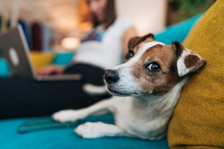 Cute jack russell dog relaxing on sofa while owner is working on laptop stock photo